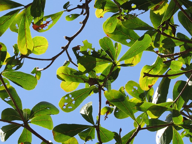 Arjuna - Terminalia arjuna